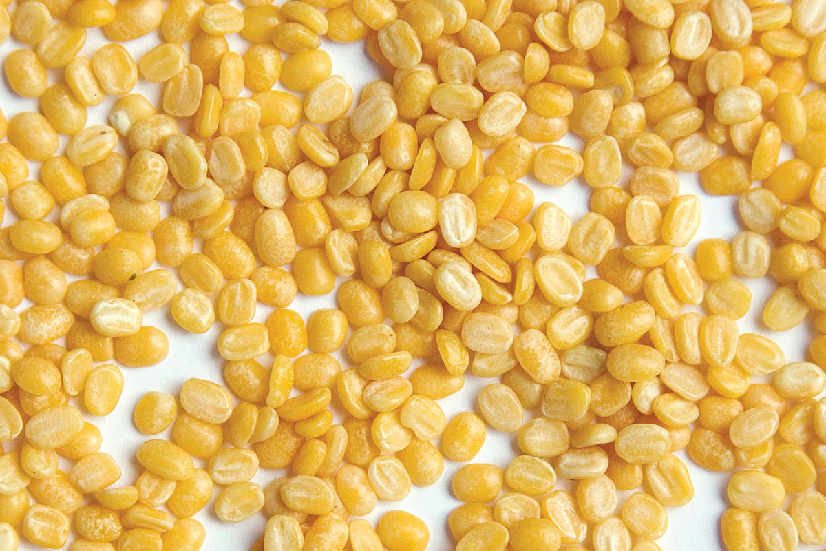 Zursun - Heirloom Petite Golden Lentil - 1.5 lb.