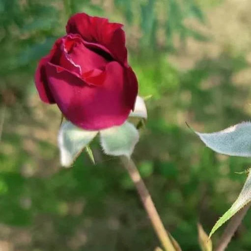 Burlap & Barrel - Damask Rose Petals