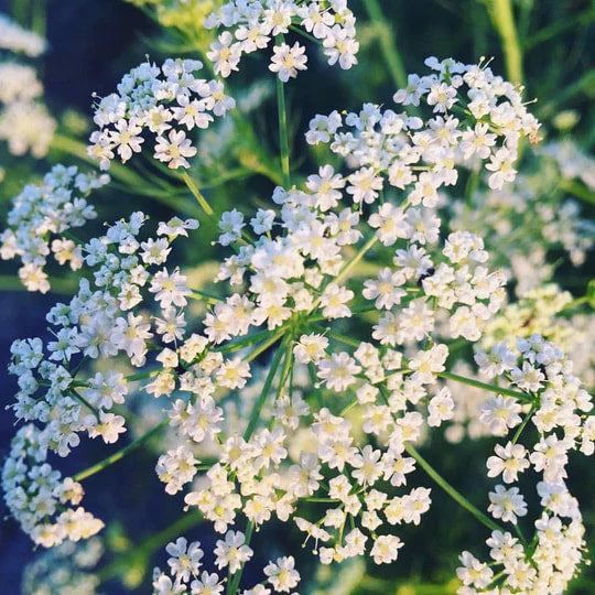 Burlap & Barrel - King Caraway Seeds