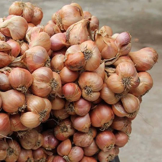 Burlap & Barrel - Purple Shallot Slices