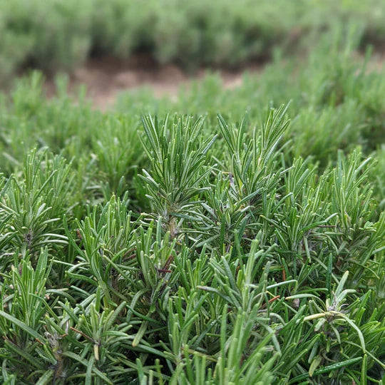 Burlap & Barrel - Limestone Rosemary