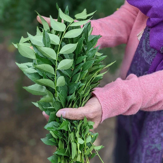 Burlap & Barrel - Prasad’s Curry Leaf