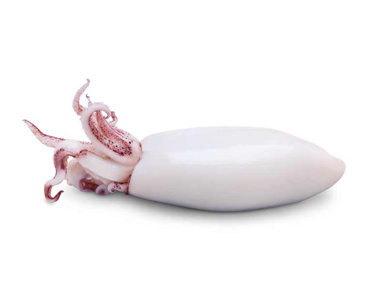 Espinaler - Baby Squids In Olive Oil 5/8 Classic Line - 110 g