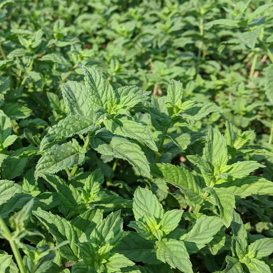 Burlap & Barrel - Euphrates Mint