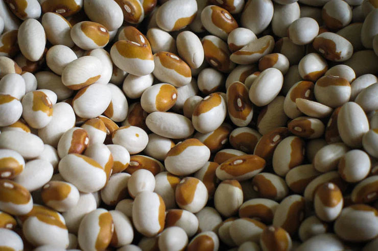 Rancho Gordo - Yellow Eye Bean