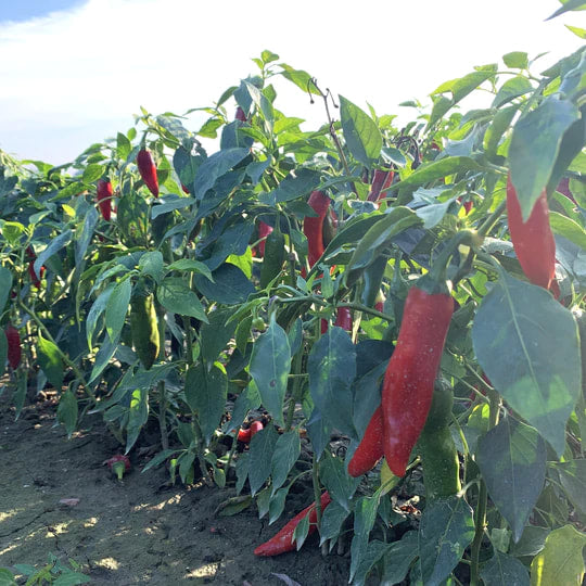 Burlap & Barrel - Szegedi 178 Hot Paprika