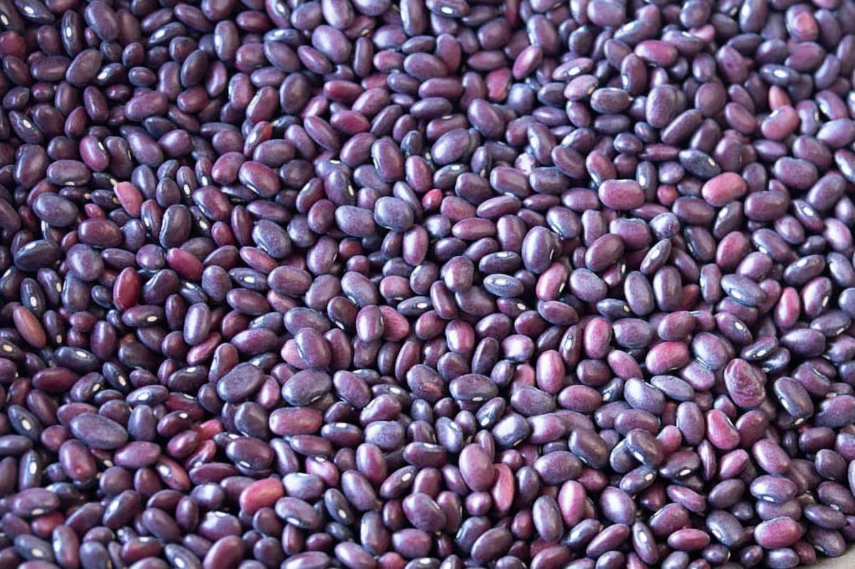 Rancho Gordo - Domingo Rojo Bean